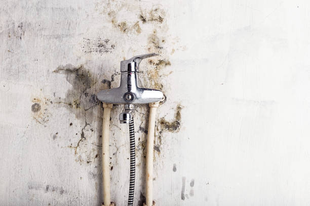 Best Mold Testing  in Wildwood, TN