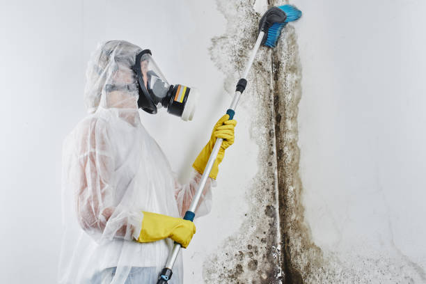 Best Local Mold Removal Service  in Wildwood, TN
