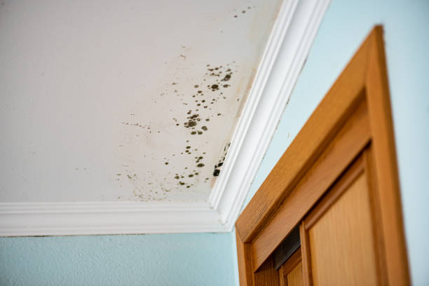 Best Mold Remediation Services  in Wildwood, TN
