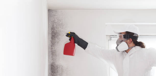 Mold Removal and Inspection in Wildwood, TN