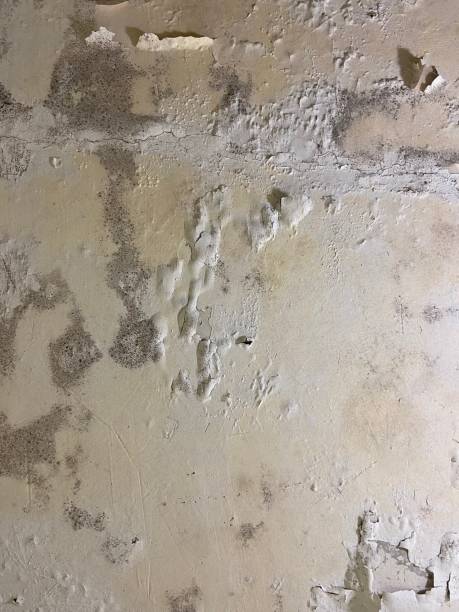 Best Toxic Mold Removal  in Wildwood, TN