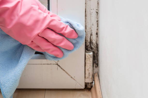 Best Home Mold Removal  in Wildwood, TN