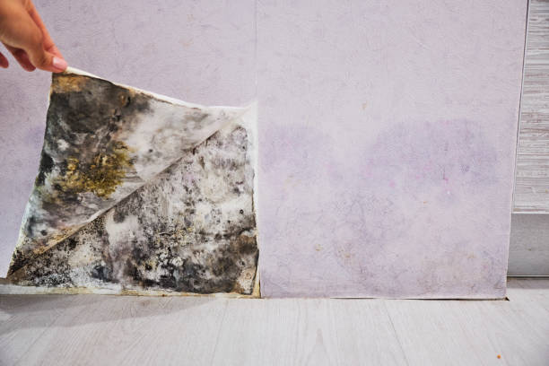Best Mold Removal and Inspection  in Wildwood, TN